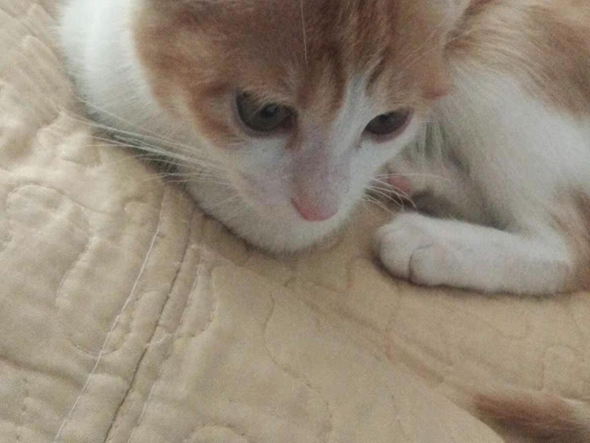 两个月的小猫怎么喂养,新手养猫攻略20天小奶猫