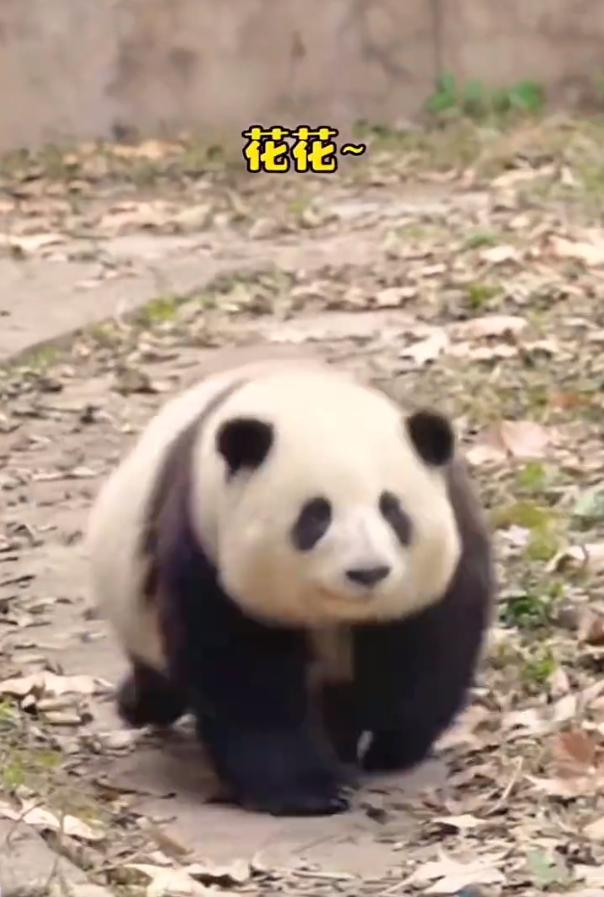 花花：接住谭爷爷给的小苹果，仿佛接住了整个世界。