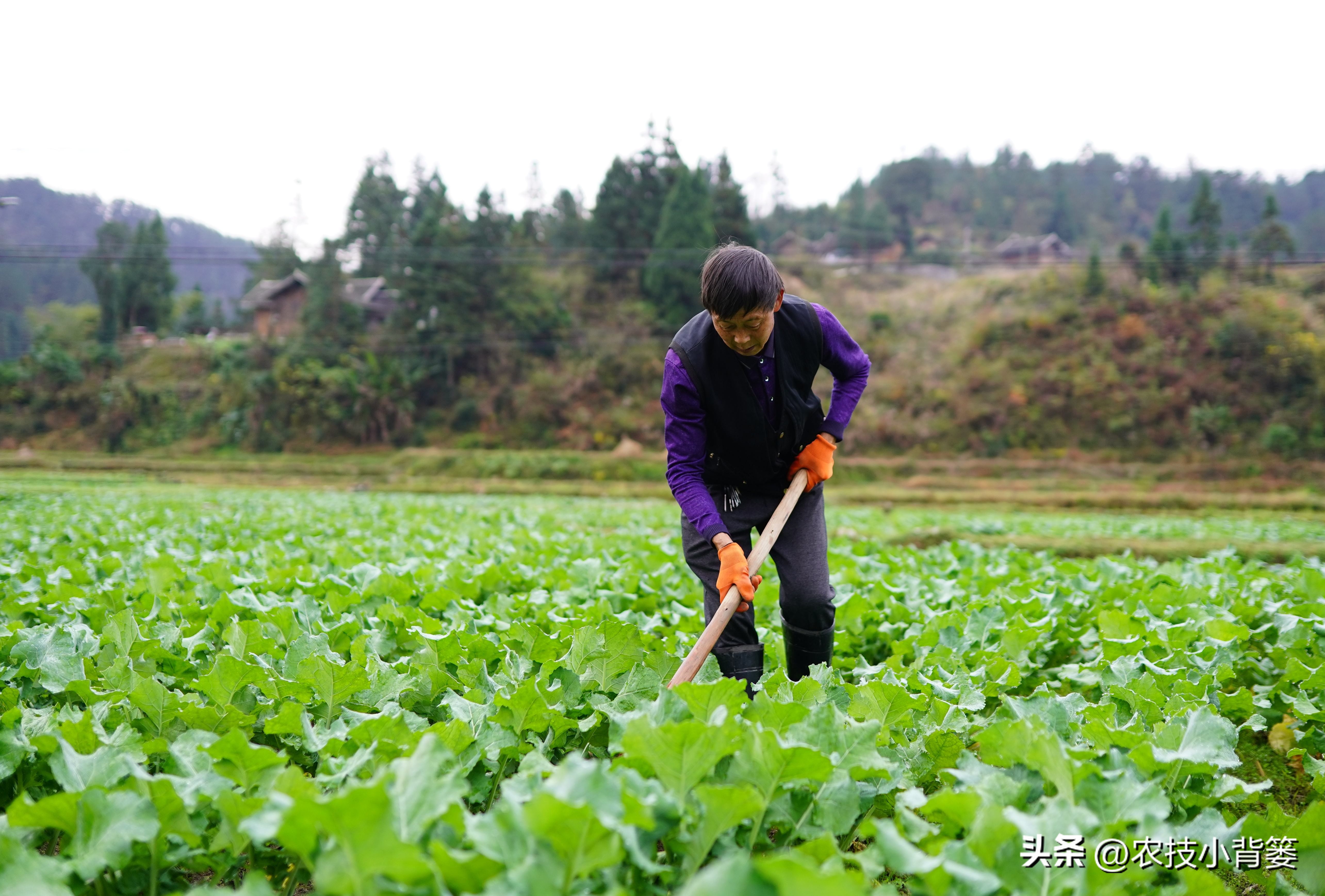 大田作物换茬有什么好处,什么叫轮茬种植