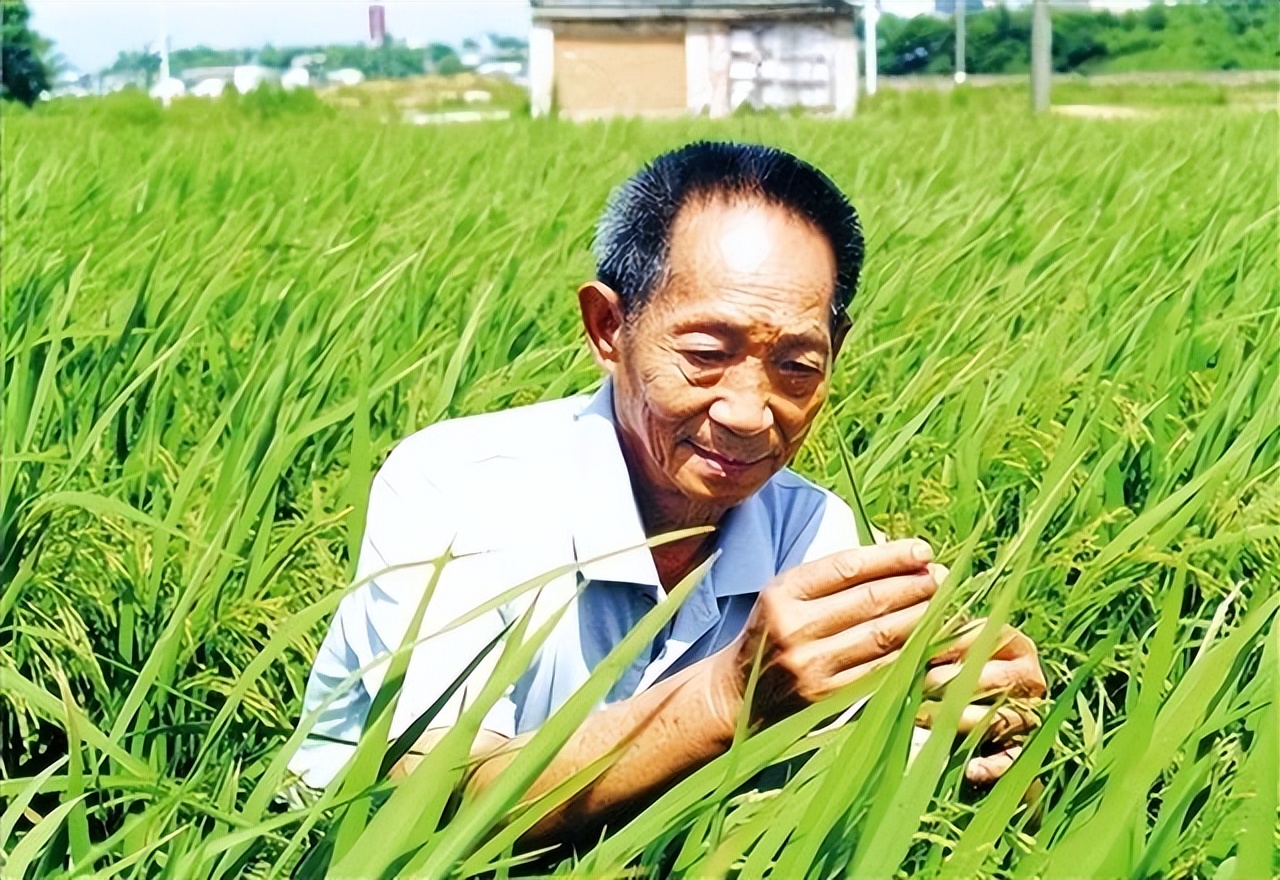怀念袁隆平爷爷日记,袁隆平爷爷我们永远怀念您