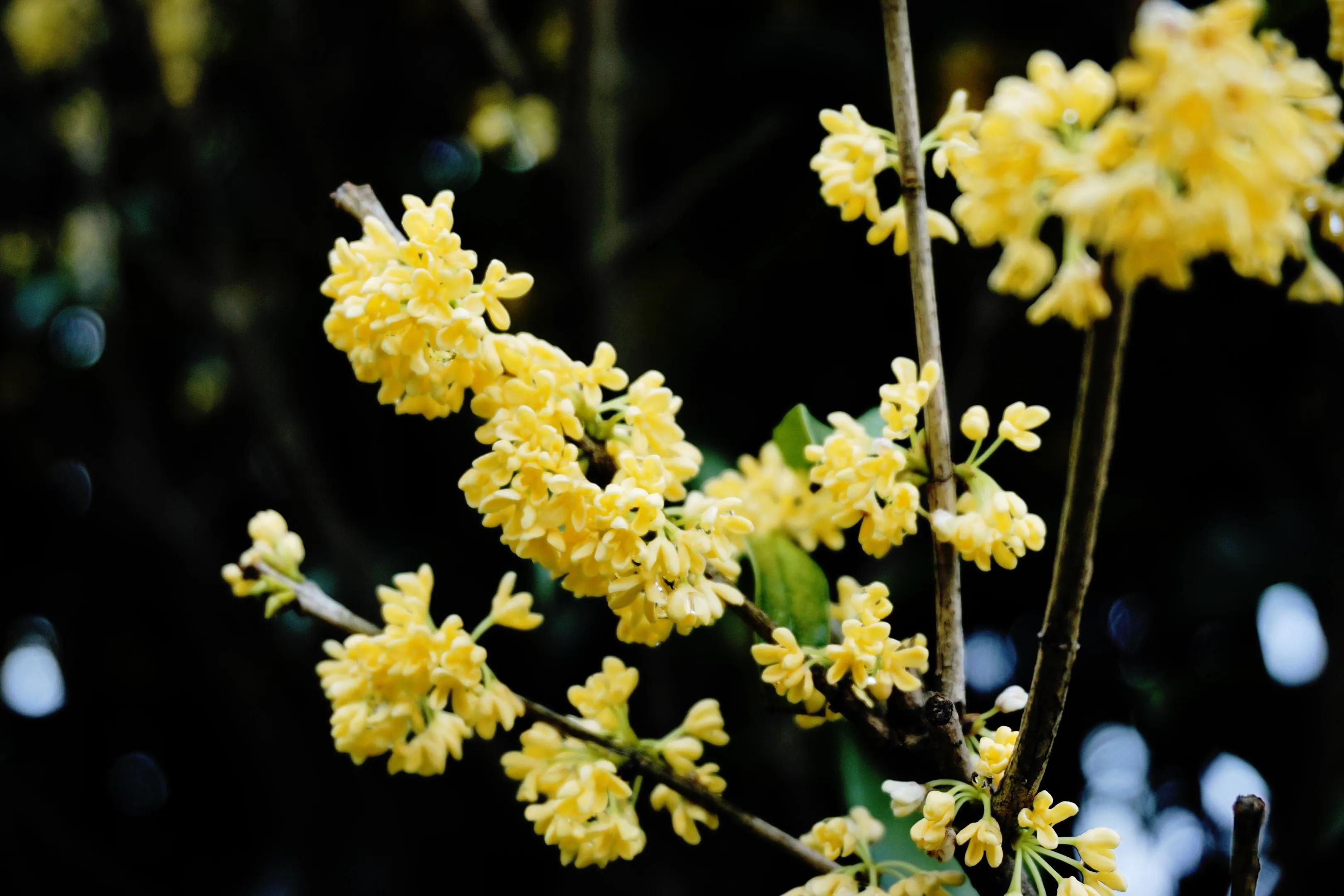 茶产业的平稳发展,茶产业铺就致富路
