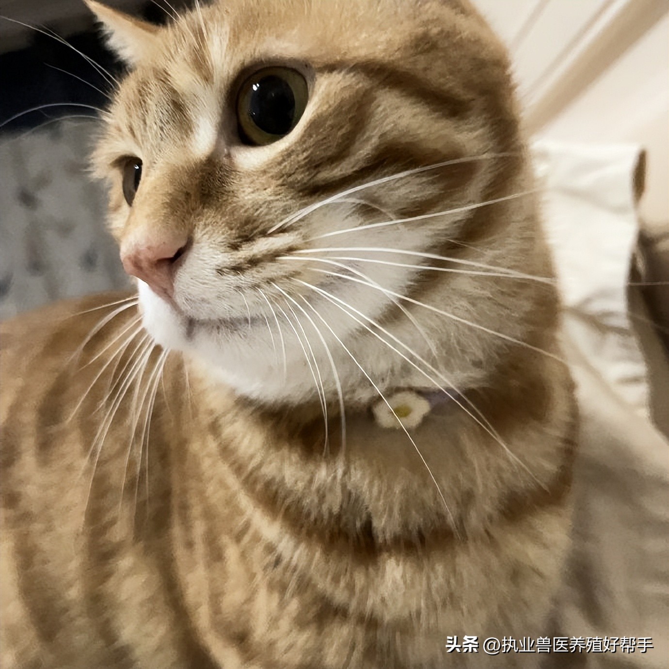 狗细小和猫细小区别,猫细小后期的症状是什么