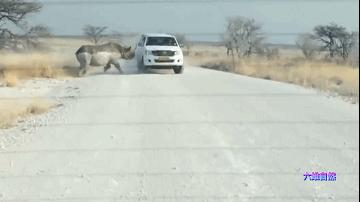 犀牛冲撞车事件,犀牛撞大货车