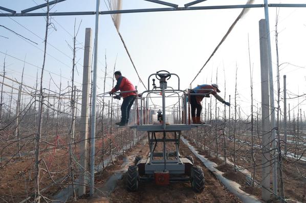 圣地红果:甜在“芯”里富在“技”上
