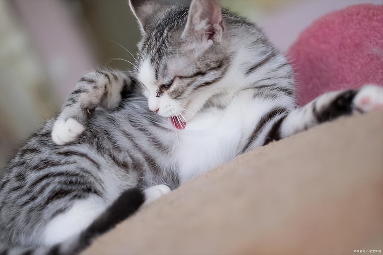 猫咪子宫蓄脓会死吗,猫咪子宫蓄脓是什么症状