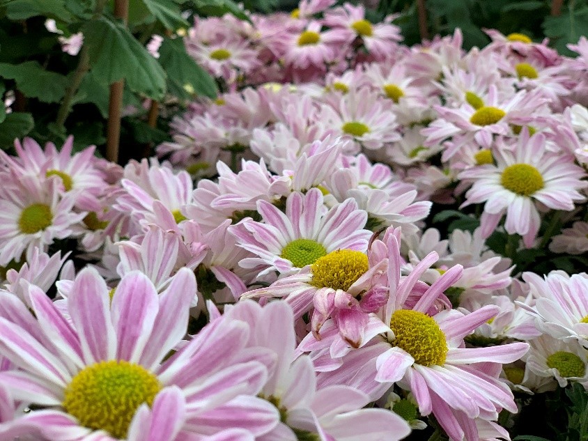 东湖公园赏菊花,深圳市东湖公园一年一季的菊花展