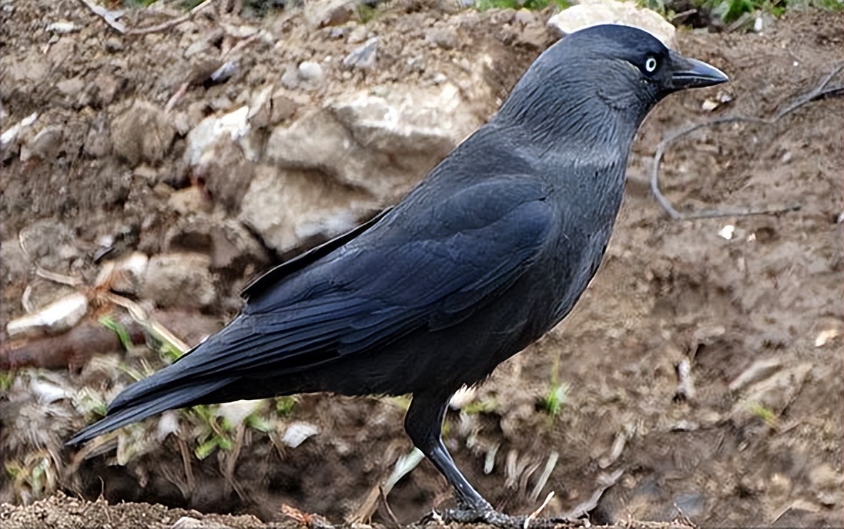 所有鸟图片大全大图,50张最佳鸟类摄影作品