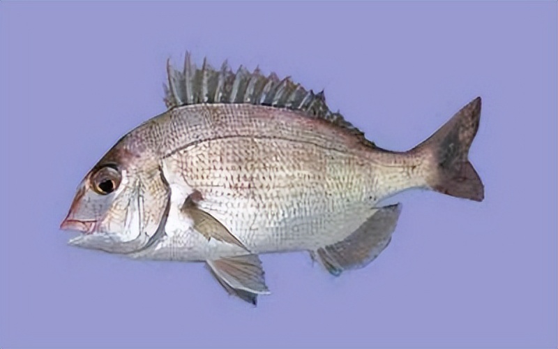 大连渔业发展,大连有多少种鱼类