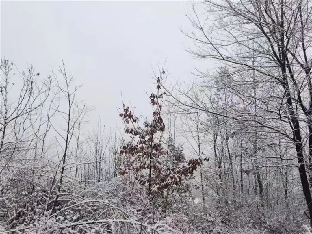湖北多地降雪量已超10毫米,湖北多地积雪深度超10cm