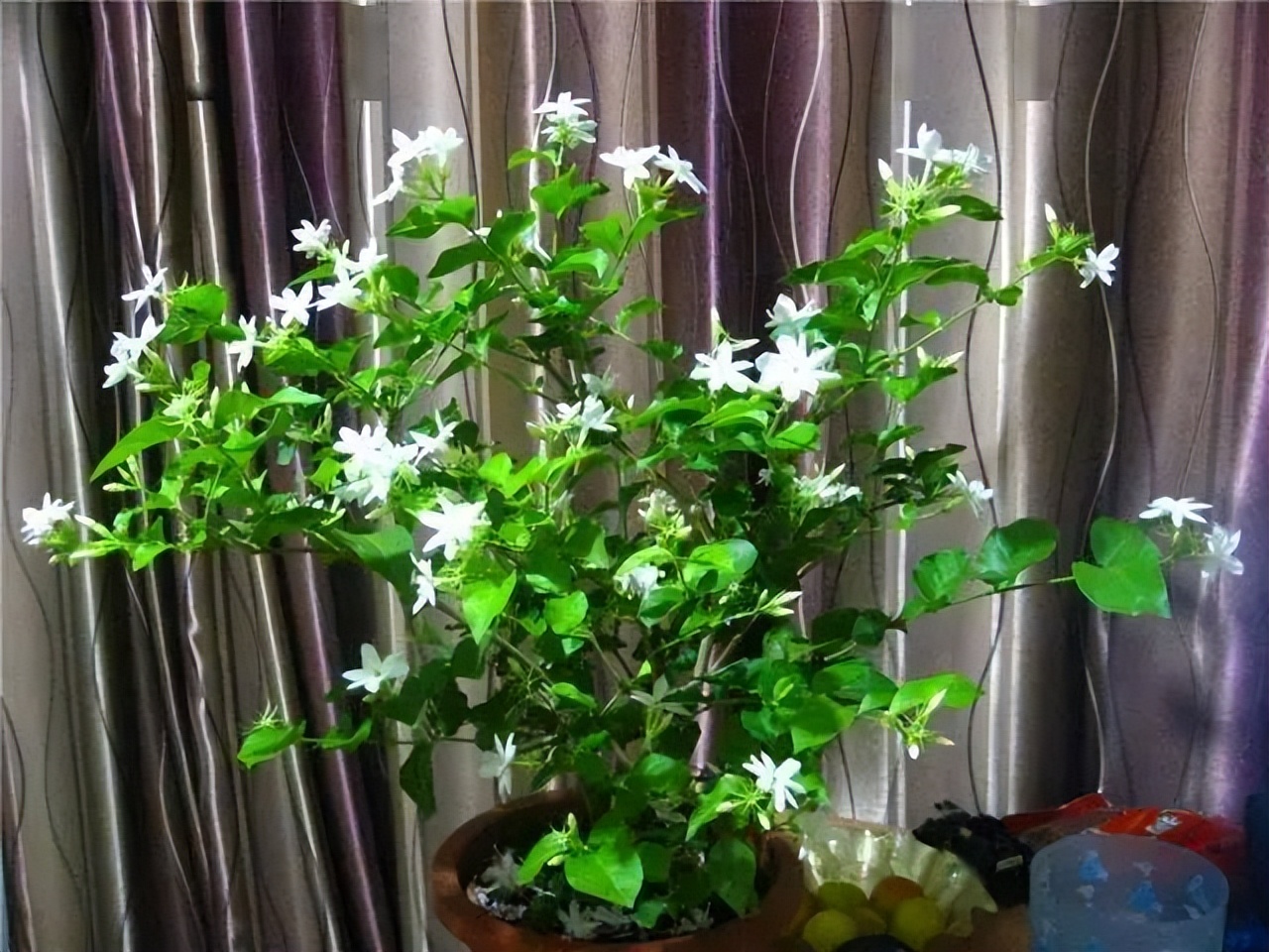 80多岁老爷子为初恋，种了满院的茉莉花，每次花开，都是一种浪漫