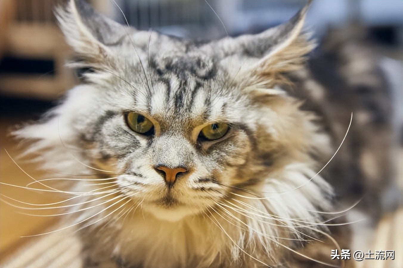 缅因猫大型多少钱,缅因猫价格一览表2024