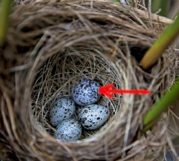 杜鹃鸟鸠占鹊巢的解释搞笑,鸠占鹊巢杜鹃鸟比鸟妈妈还大