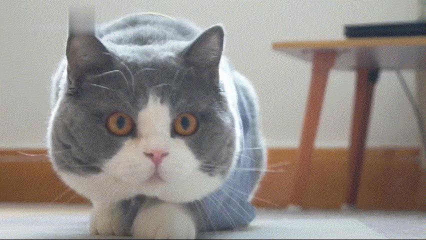 养猫咪可以降低多种疾病的发病率,听说养猫咪久了会有这9种病