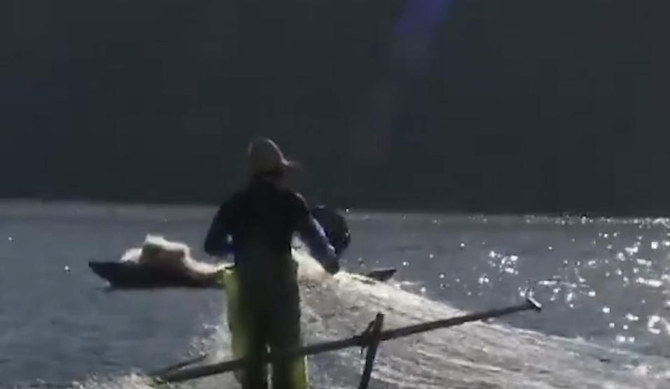 万尾鱼苗离奇失踪,鱼苗死亡鱼苗老板有责任吗