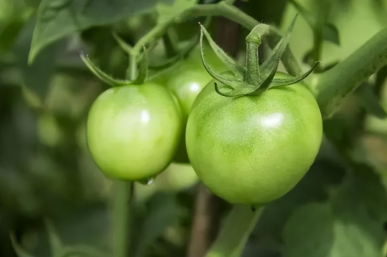 菠菜生菜西红柿哪一种是蔬菜之王,西红柿和哪些蔬菜不能吃