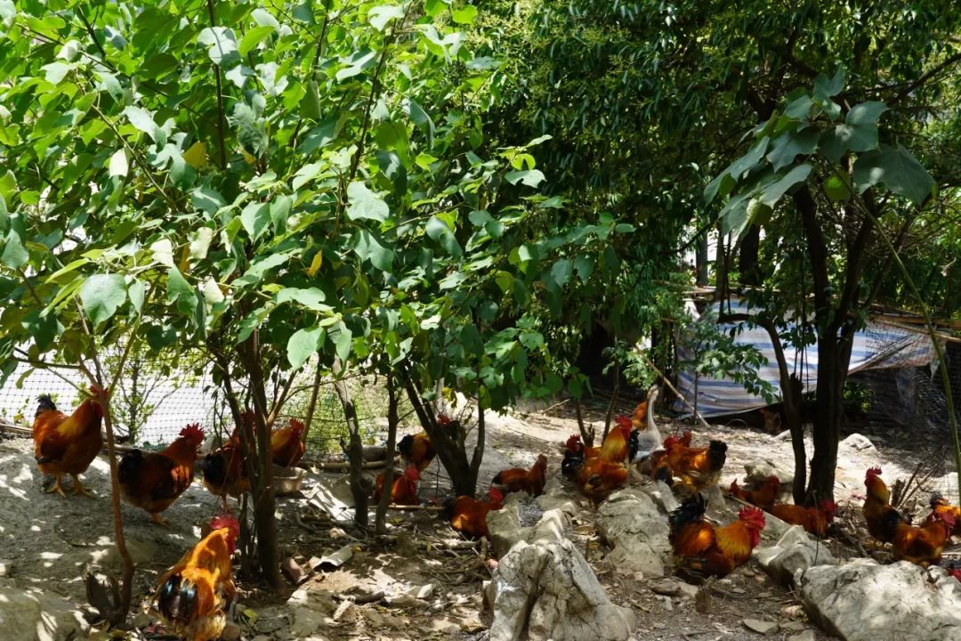 乌当推荐周边特色农家乐,乌当最美偏坡农家乐