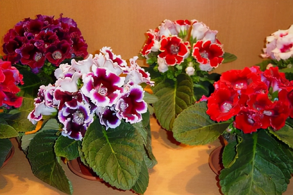 家里光照不足养的花,家里光照不足养什么植物