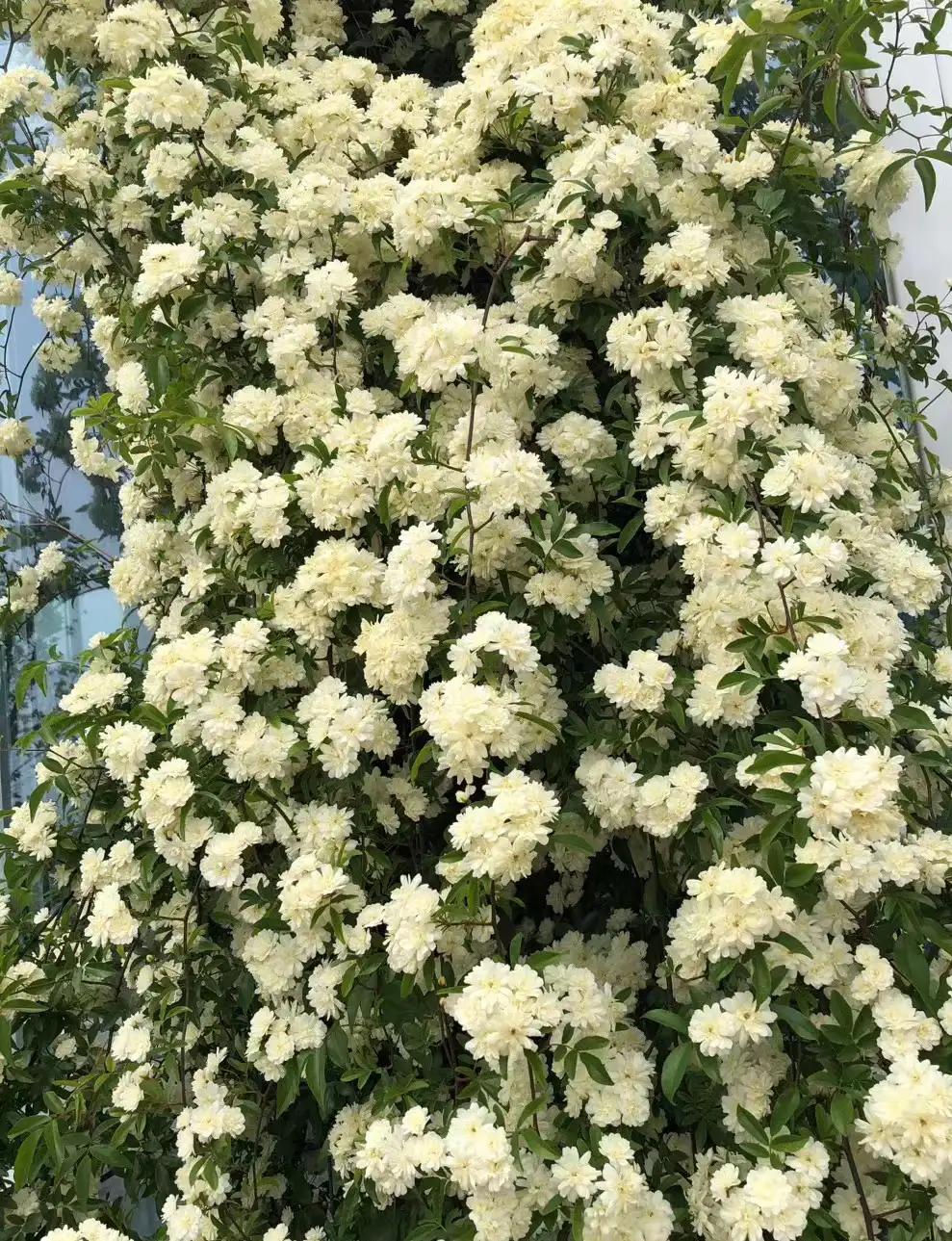 小众却又惊艳的诗词,关于百花的诗词