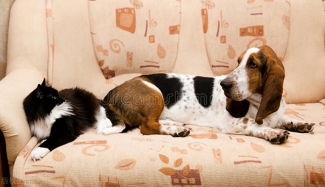 夏季来临，被跳蚤、蜱虫感染后要怎么办？铲屎官们看过来