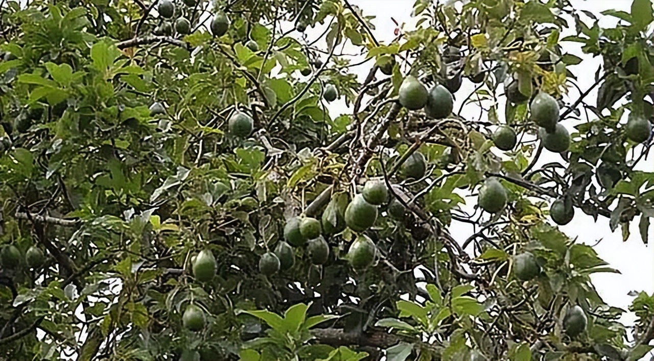 牛油果到底是不是个大骗局,牛油果收益