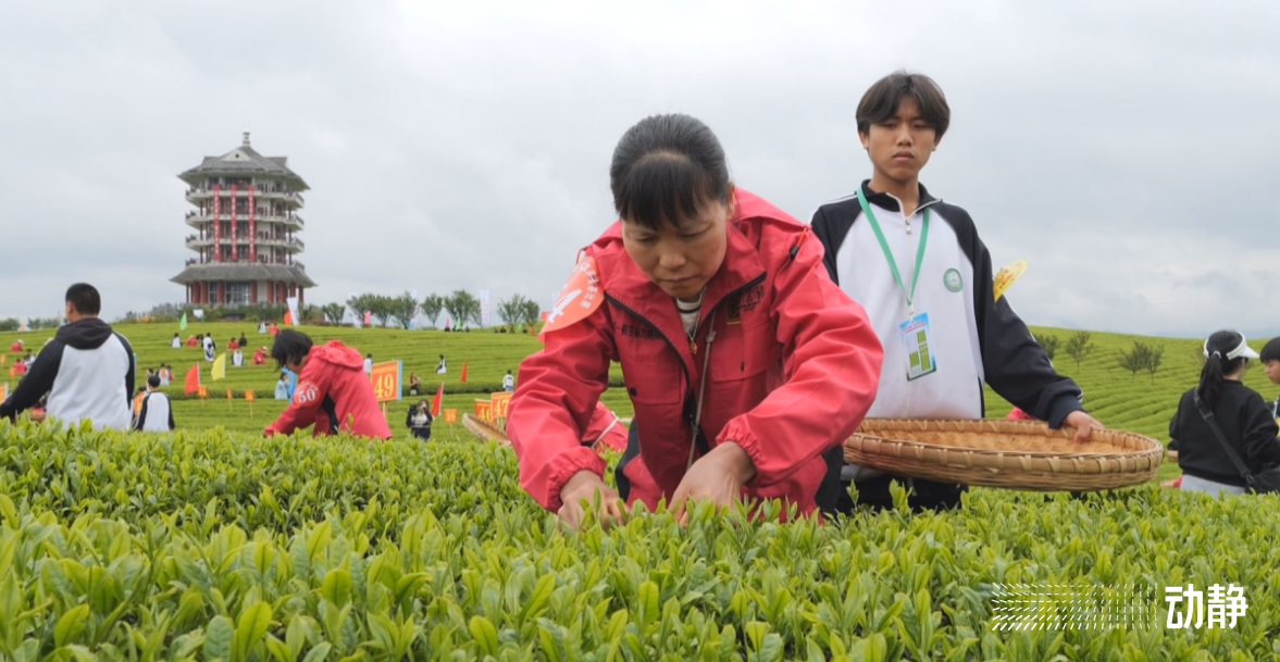 金手指大赛是真的吗,金手指采茶竞赛