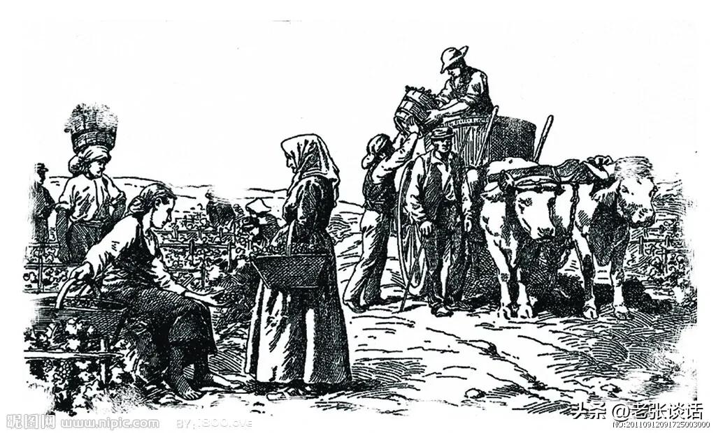 海盗推崇朗姆酒的心酸原因,朗姆酒为什么被称为海盗之酒