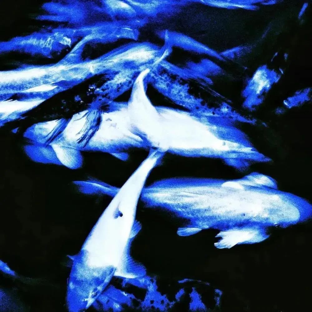 朋友圈背景送给大家,朋友圈背景送你一朵花