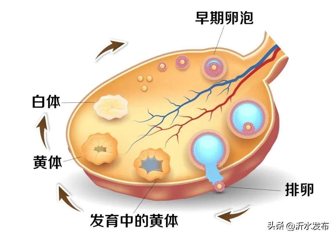 女性身体里的「黄体」，到底是什么？