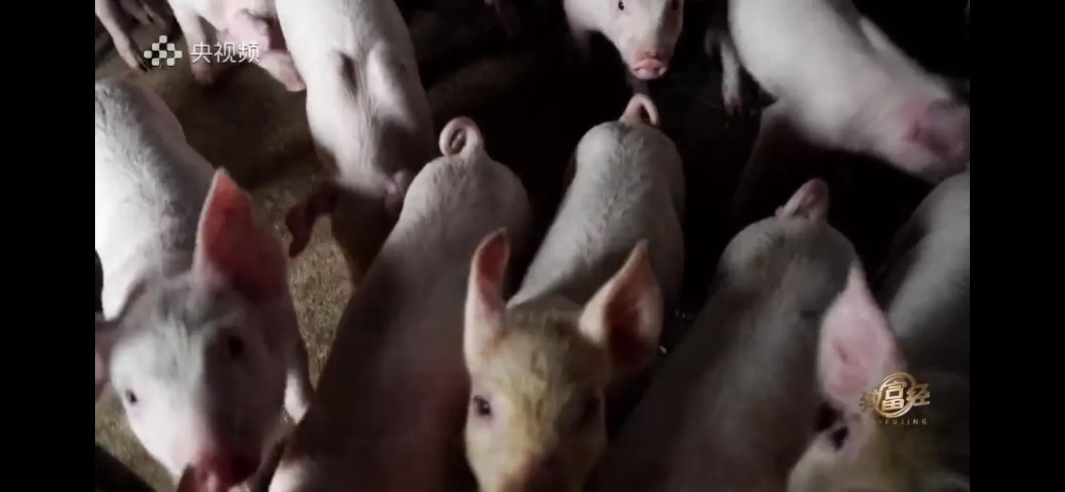 小伙子养猪5年后挣钱5多亿,农村小伙养猪赚过亿