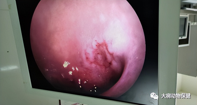 猫咪胃炎出血怎么治疗最好,猫咪肠胃炎的表现症状有哪些