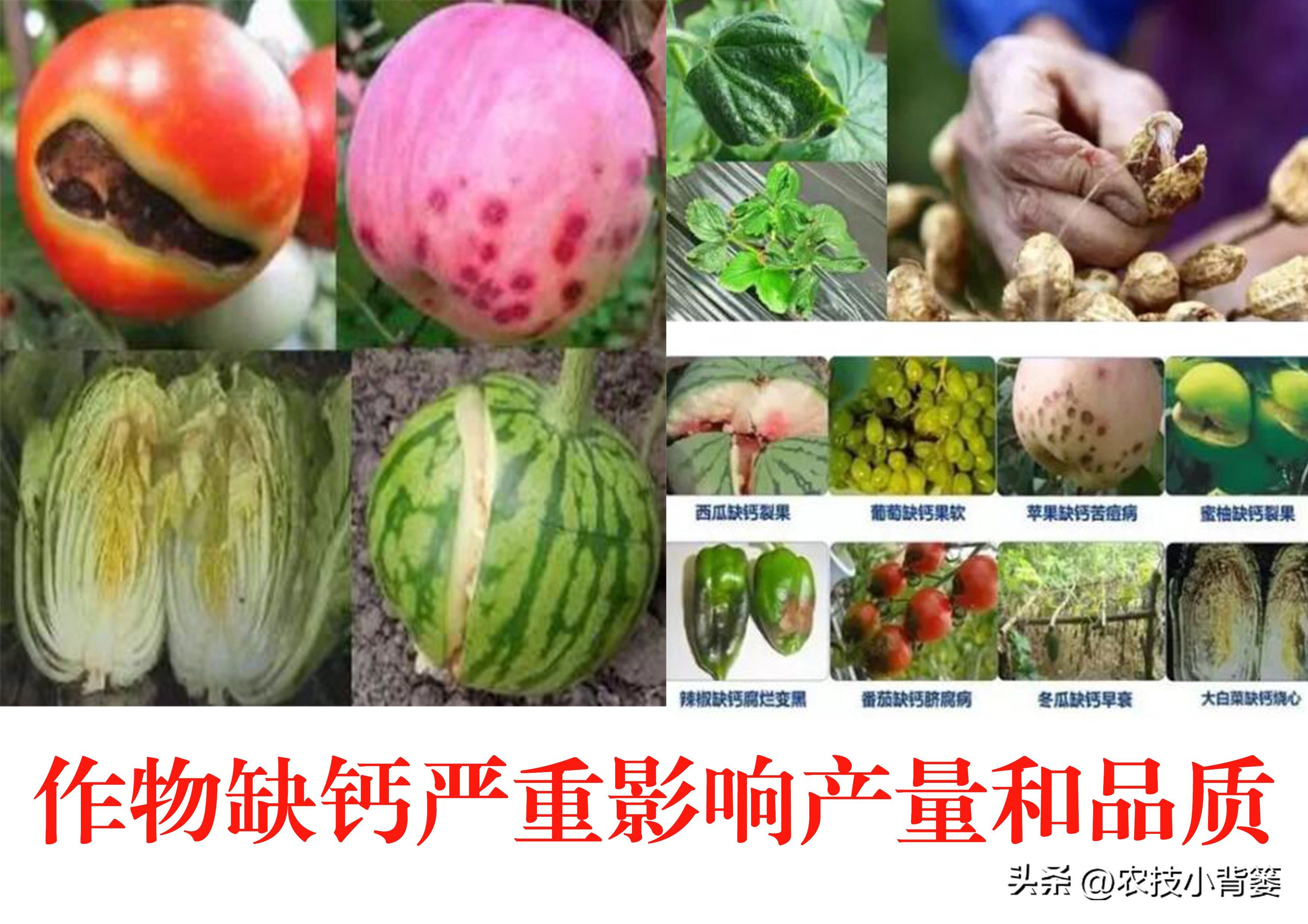 果树缺钙吃什么钙肥好,哪种肥料容易引起钙流失