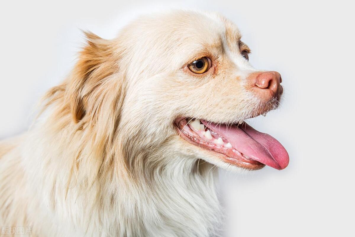 2022鑲栫嫍娴佸勾杩愮▼,2023鑲栫嫍娴佸勾杩愮▼