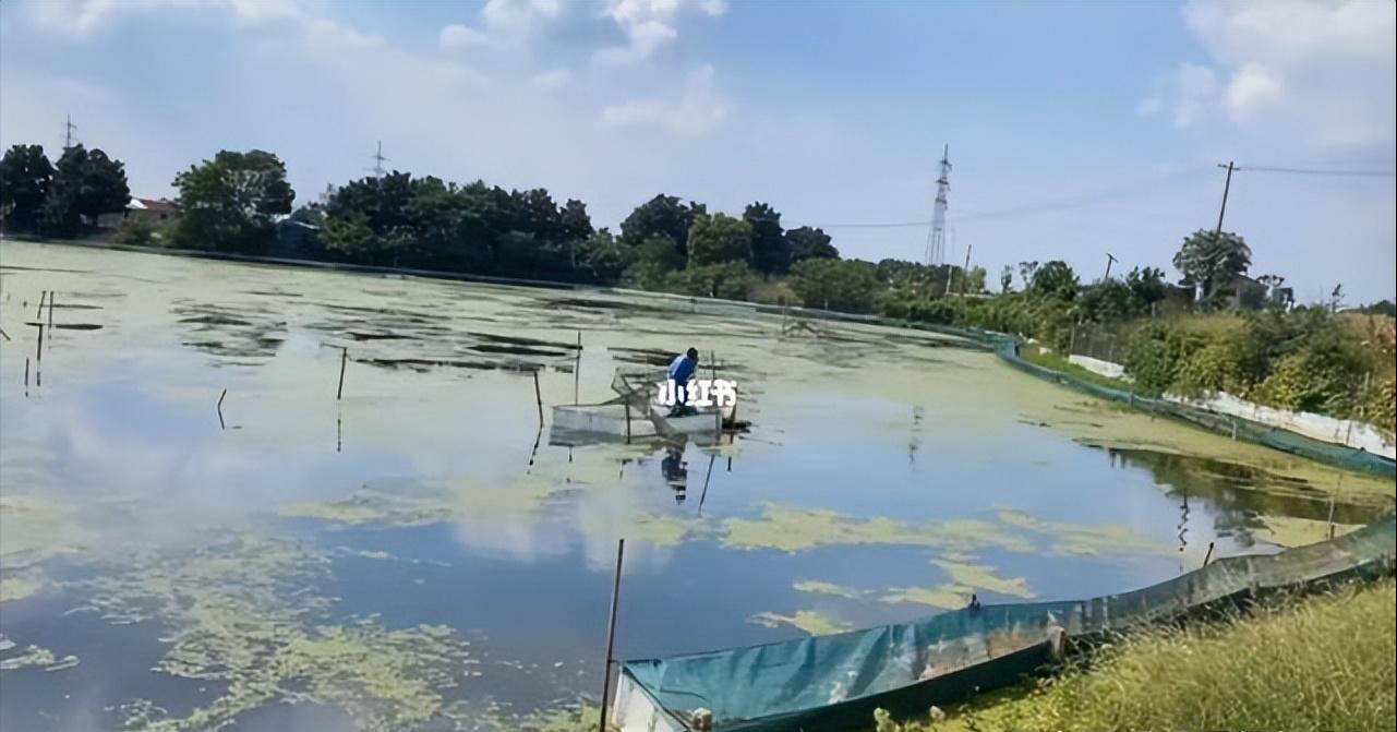 泗洪河蟹养殖用水草,江苏养河蟹技术