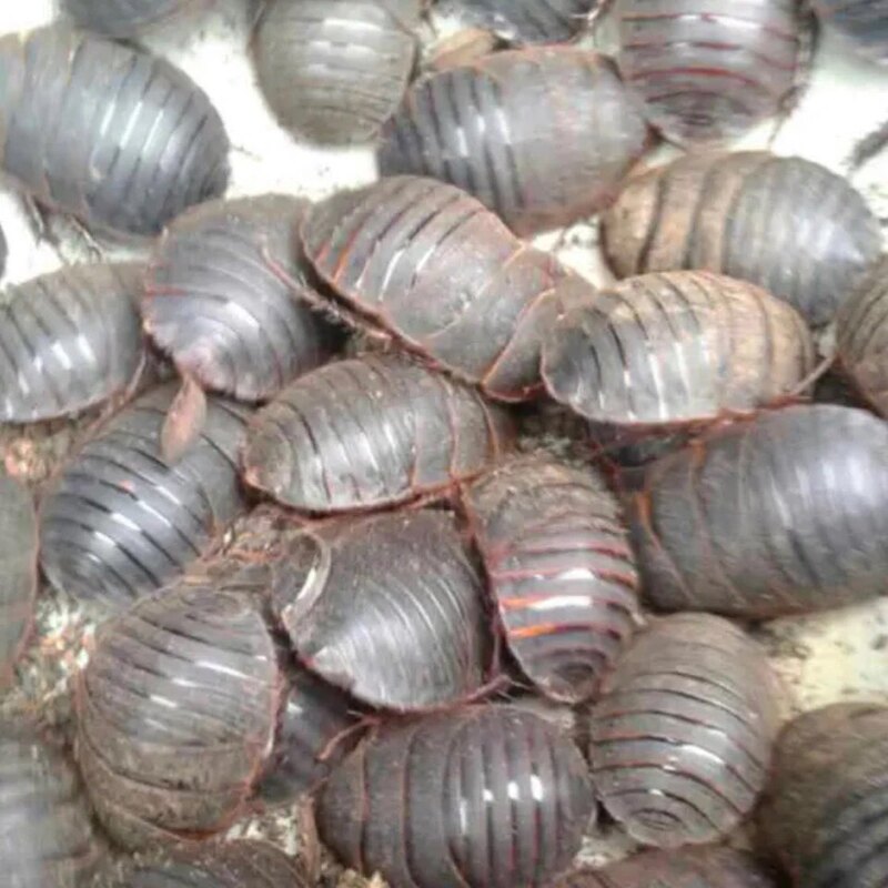 山沟沟野生乌龟,农村野生石龟