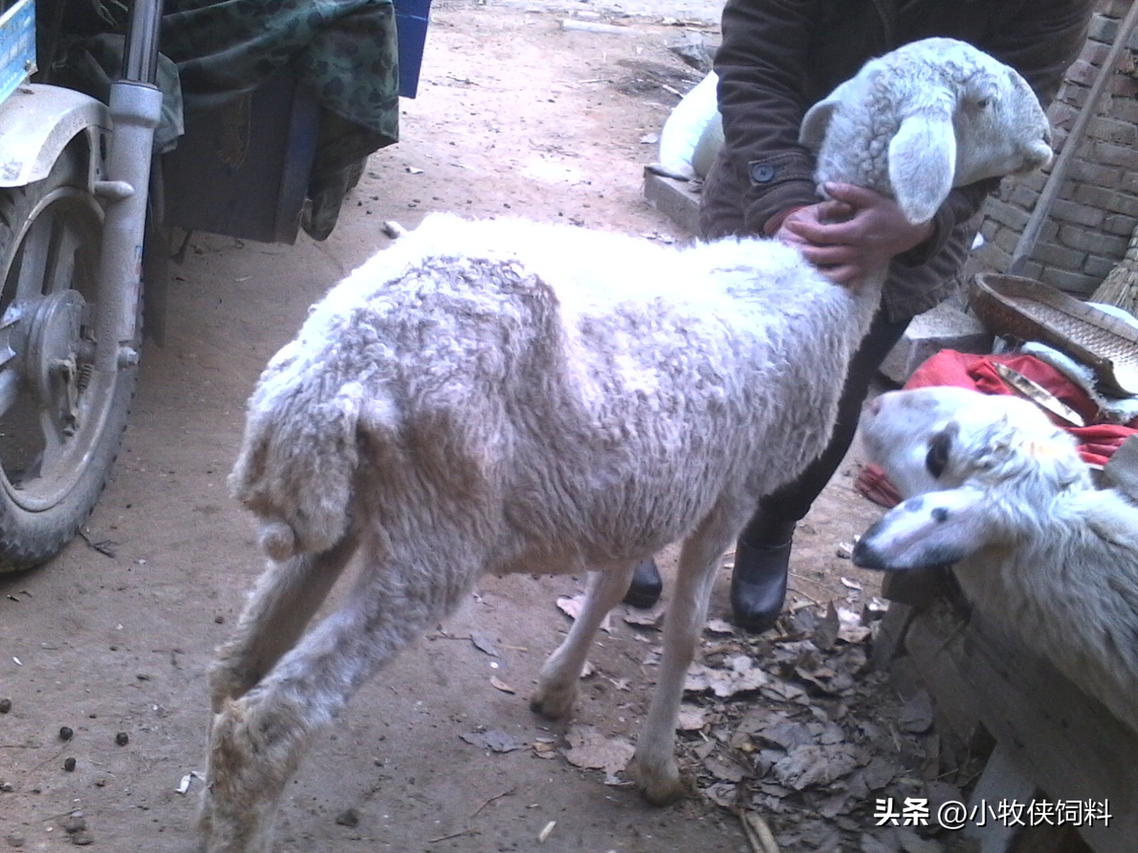 羊羔长势慢怎么办,羊羔如何提高生长速度