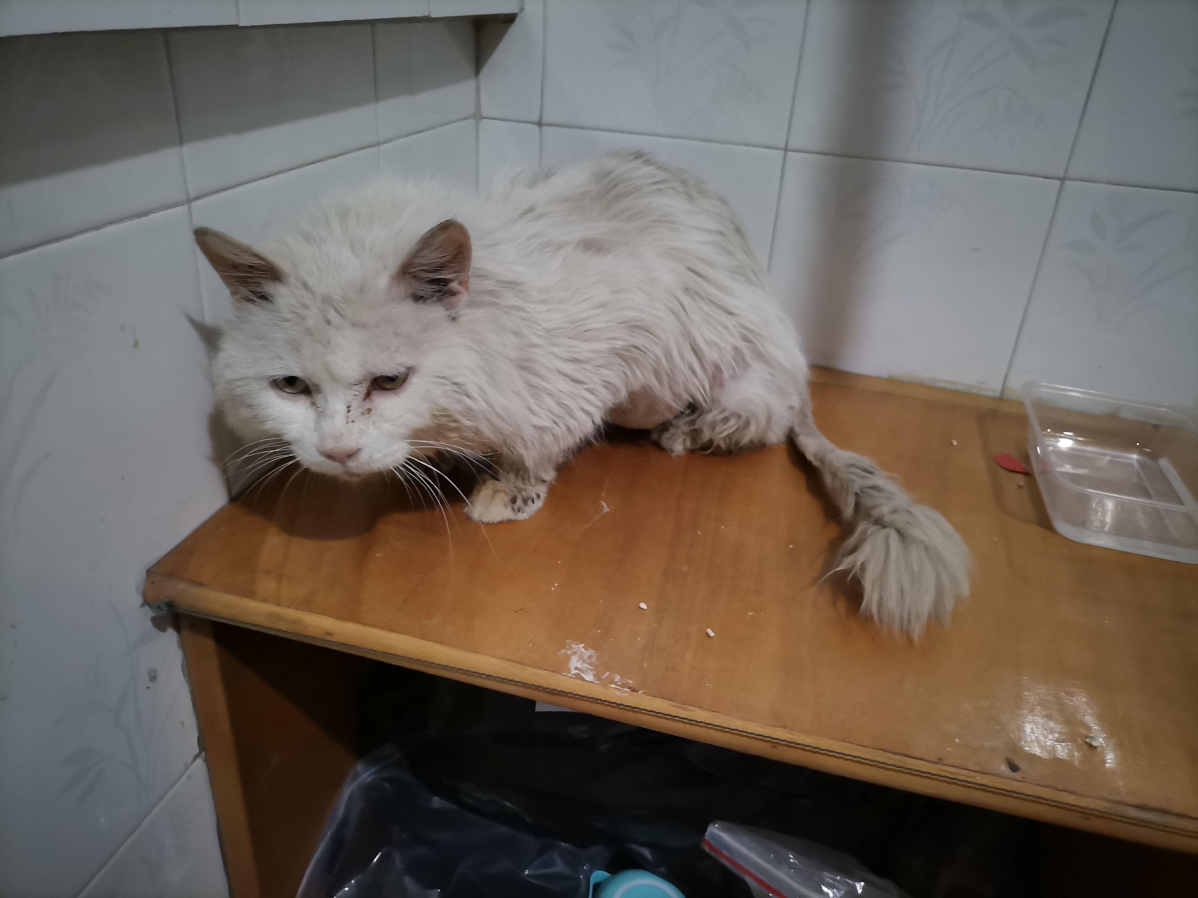 我的第二只猫咪图片,第二只猫来了第一只猫生气