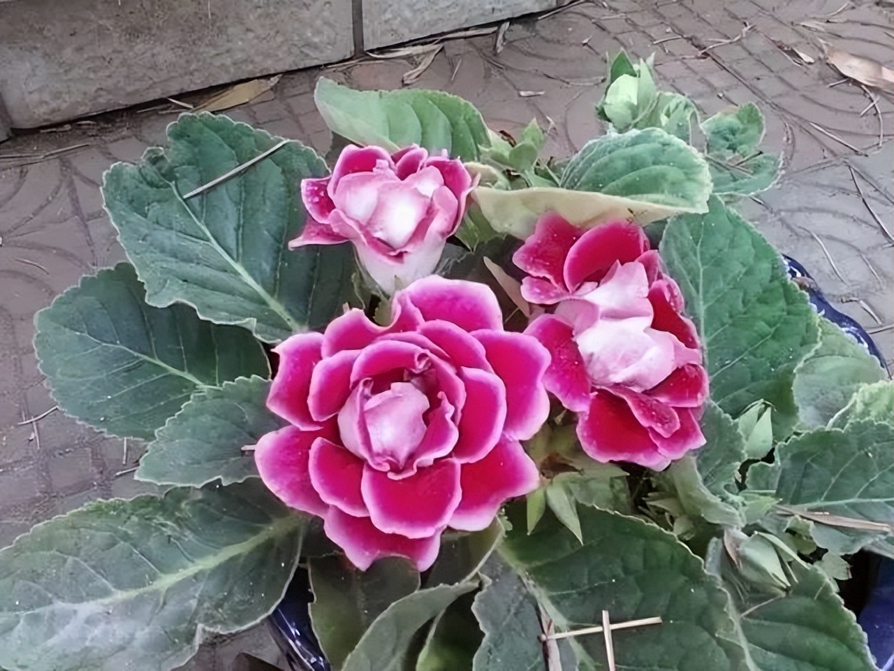 好养的喜阴花有哪些室内,最适宜室内养殖喜阴的花