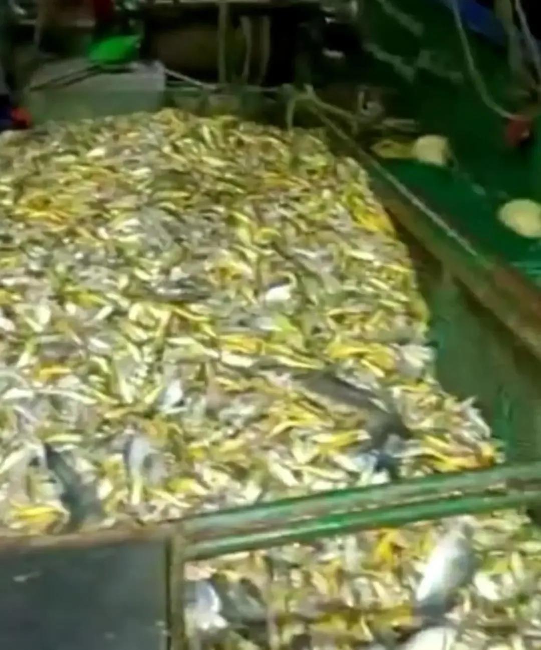 一网捕获4000多斤野生大黄鱼,渔民捕获罕见野生大黄鱼