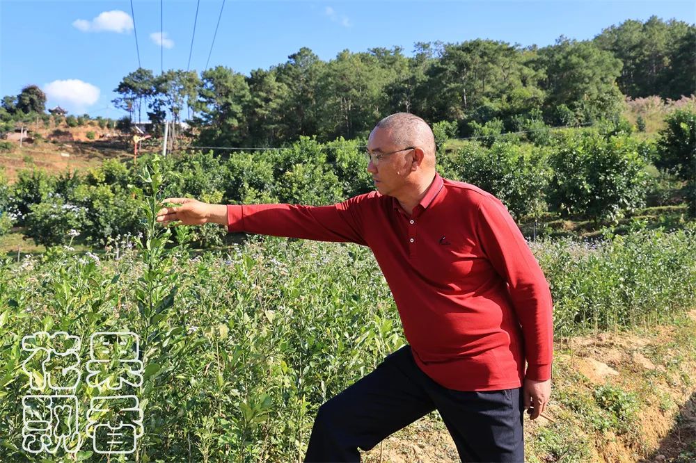 养殖十大暴利品种,暴利种植品种
