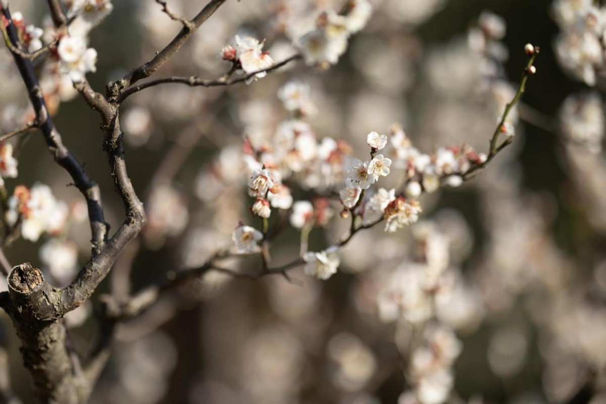 佳能eosr6深度评测,佳能eosr6使用教程