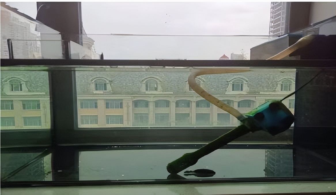 鱼友分享这些养鱼经验句句在理,鱼友种植水草缸心得赶紧收藏吧