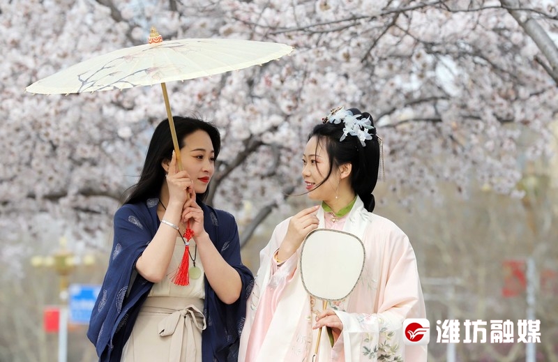 当樱花遇上油菜花,当樱花遇上浪漫的雨