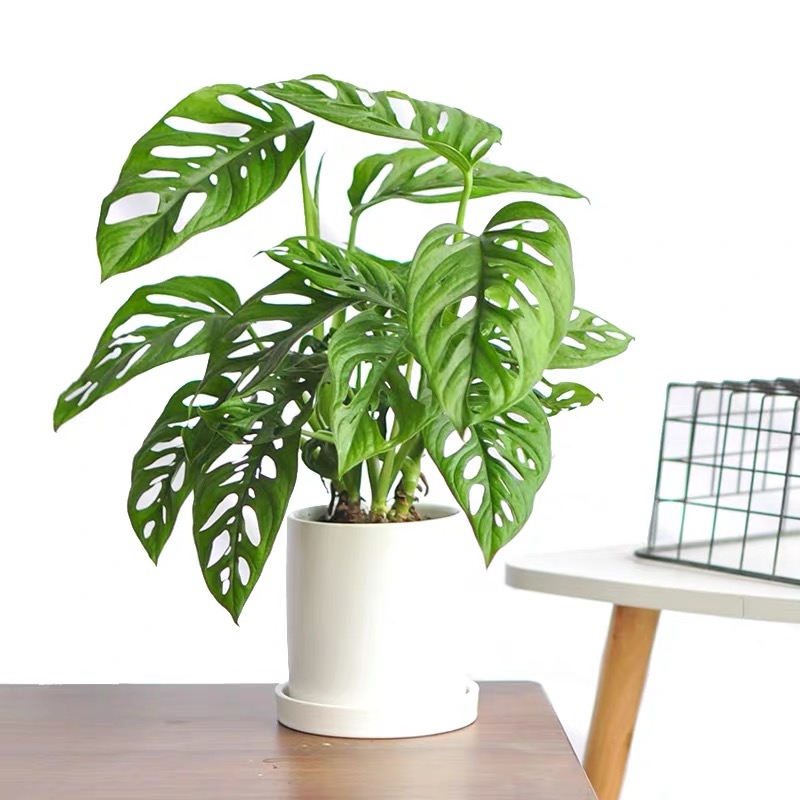 治愈系盆栽绿植推荐,室内小型绿植花卉推荐品种