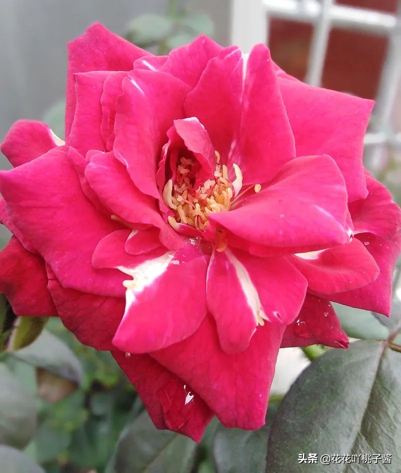 耐阴的月季花品种推荐,抗晒花不散的四季开花月季