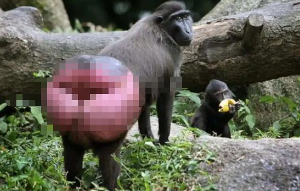 红毛猩猩被囚六年，培养成泄欲工具，身上溃烂也得接客