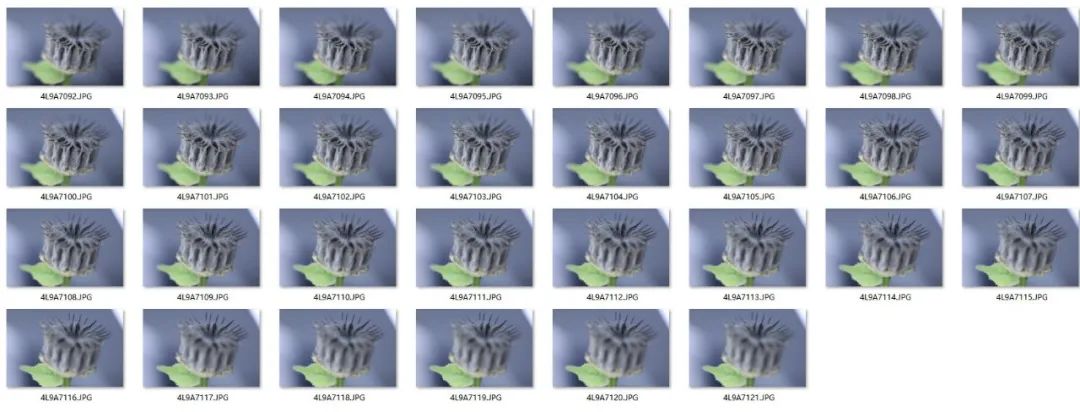 如何拍摄出惊艳的微距作品,精品微距摄影欣赏