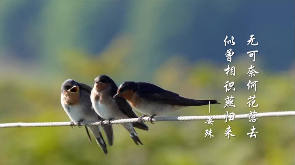 2020年春分节气前后农事指南,农事节气视频大全