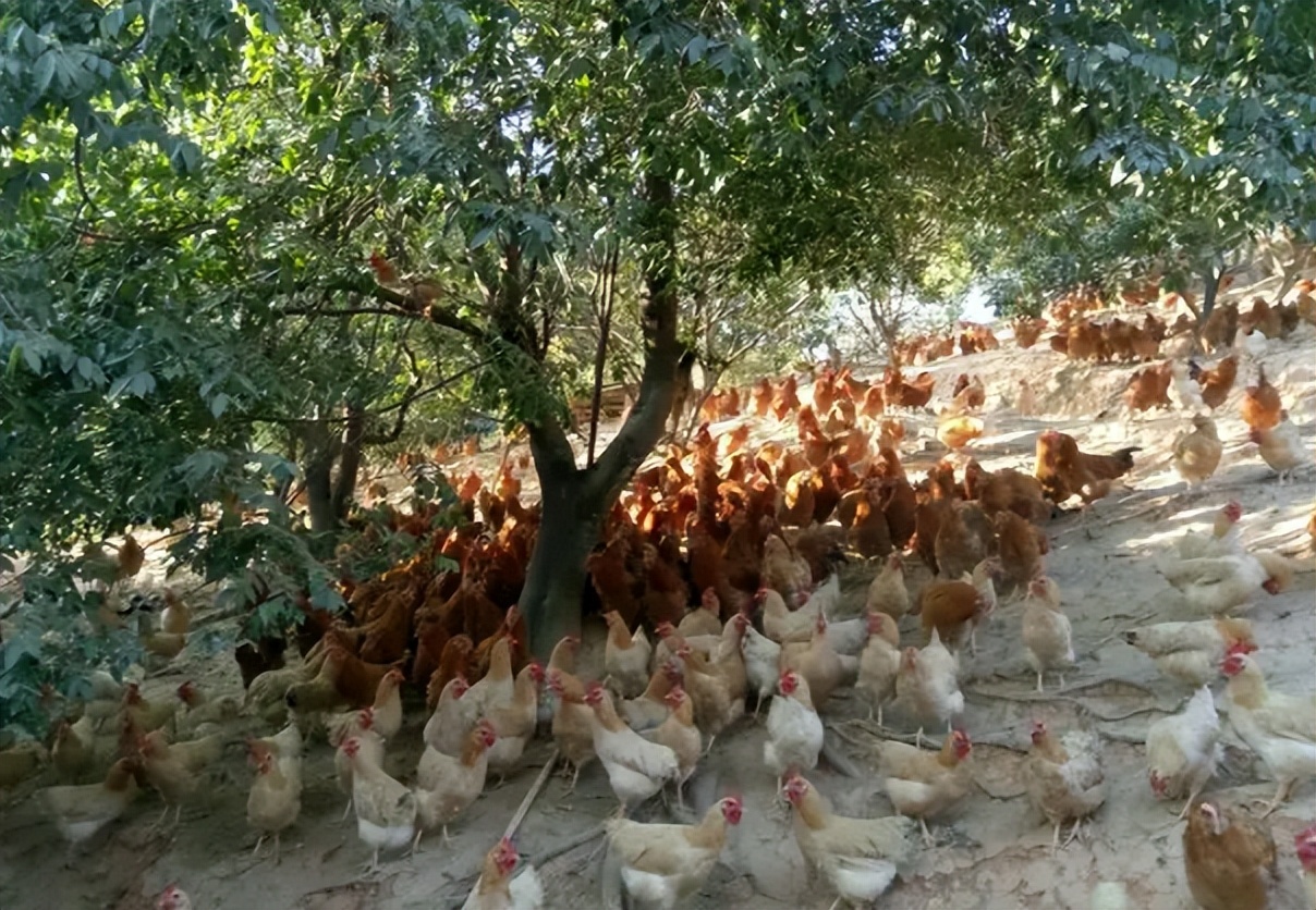 林下养鸡为何没人干了,农村林下养鸡为何如此迅速淘汰