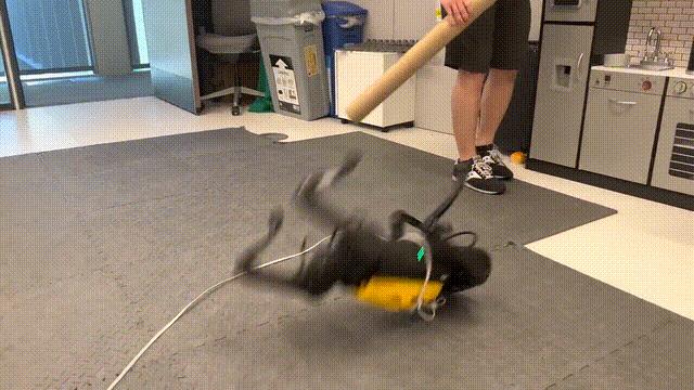 新出生的机器狗,刚生出来的机器狗