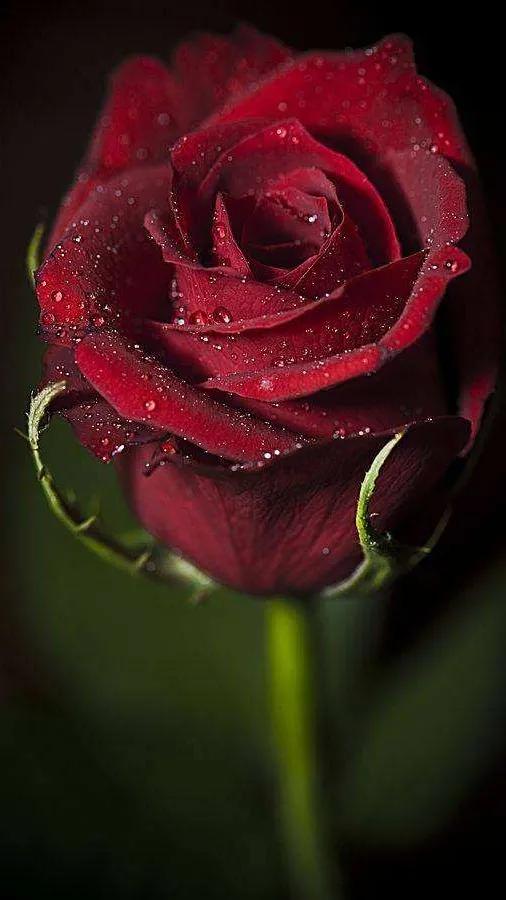 玫瑰花都有好多颜色,不同颜色的玫瑰花有不一样的花语